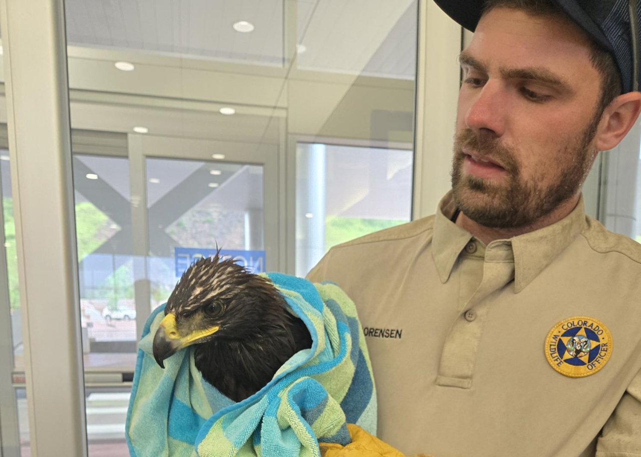 Golden Eaglet Rescue
