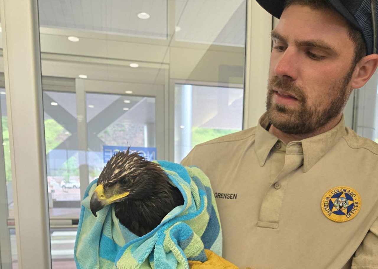 Golden Eaglet Rescue